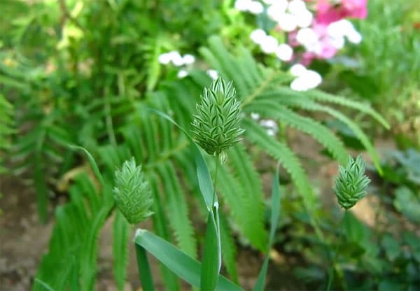Phalaris canariensis